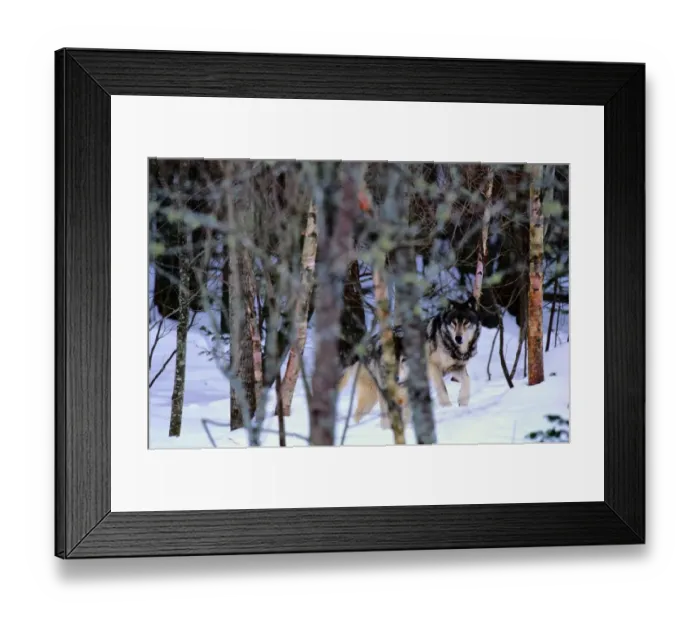 Framed Print : Grey Wolves (Canis Lupus) in Forest Framed Print : Grey Wolves (Canis Lupus) in Forest