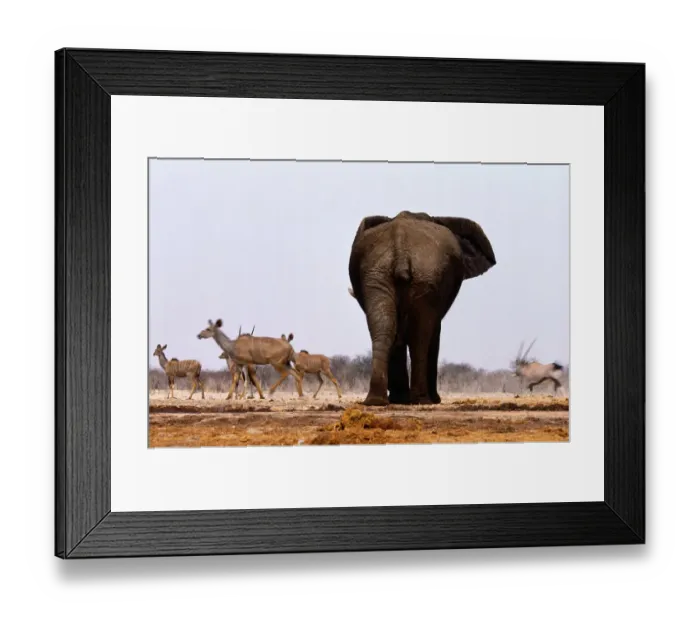 Framed Print : African Elephant (loxodonta africana) amd Greater Kudu, Namibia