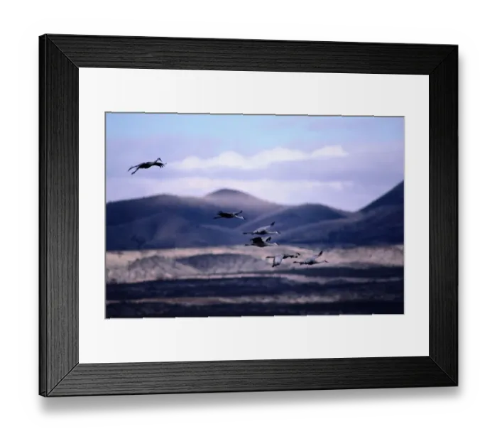 Framed Print : Sandhill cranes (Grus canadensis) in flight, New Mexico, USA Framed Print : Sandhill cranes (Grus canadensis) in flight, New Mexico, USA