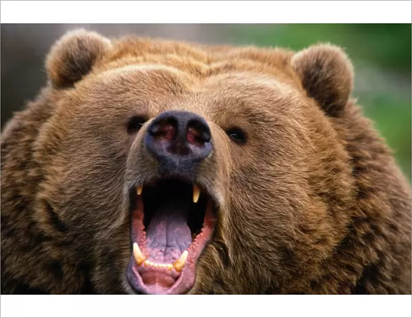 Brown Bear (Ursus arctos) growling, Kodiak Island, Alaska