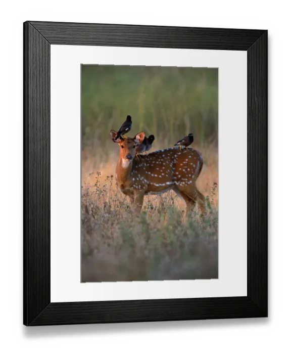 Framed Print : Myna birds (Sturnidae sp. ) on axis deer (Axis axis) India