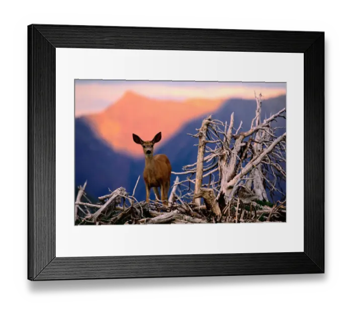 Framed Print : Mule deer (Odocoileus hemionus) standing by dead tree, Montana, USA Framed Print : Mule deer (Odocoileus hemionus) standing by dead tree, Montana, USA
