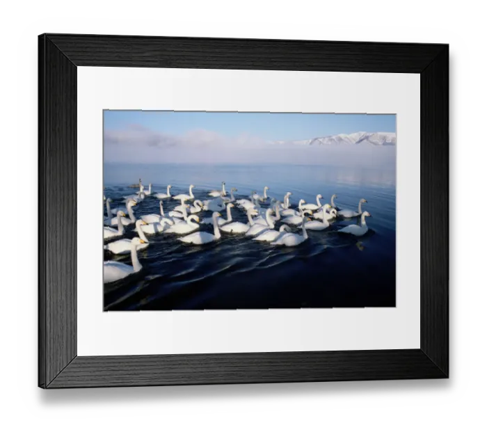 Framed Print : Whooper swans (Cygnus cygnus) in water, Hokkaido, Japan Framed Print : Whooper swans (Cygnus cygnus) in water, Hokkaido, Japan