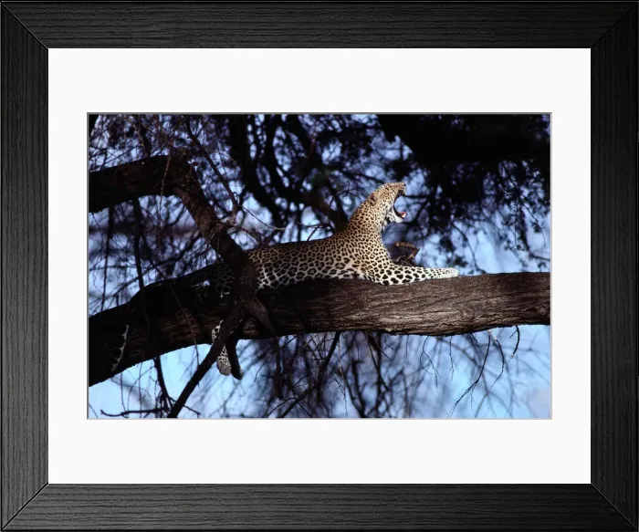 Framed Print : Leopard (Panthera pardus) in Acacia tree, Kenya Framed Print : Leopard (Panthera pardus) in Acacia tree, Kenya
