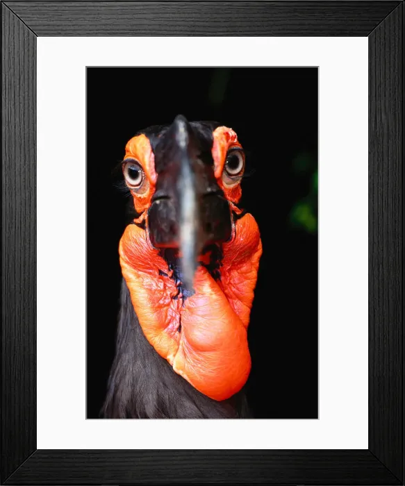 Framed Print : African Ground Hornbill (Bucorvus Leadbetteri)