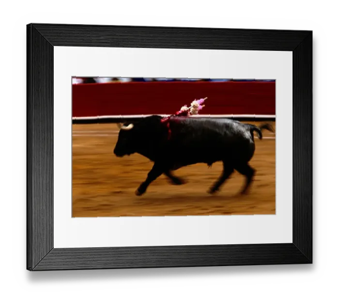 Framed Print : Bull running in bullfight, Mexico City, Mexico Framed Print : Bull running in bullfight, Mexico City, Mexico