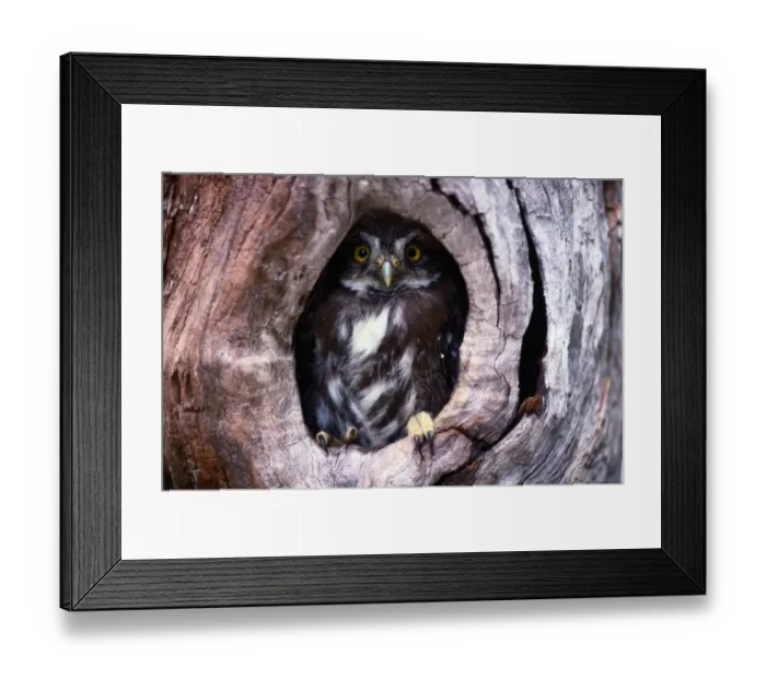 Framed Print : Ferruginous pygmy owl (Glaucidium brasilianum) in nest cavity Framed Print : Ferruginous pygmy owl (Glaucidium brasilianum) in nest cavity