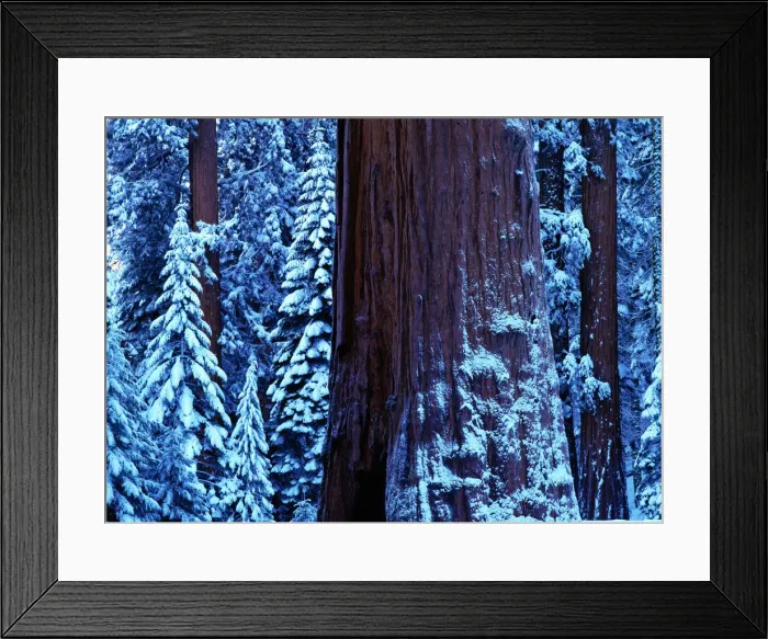 Framed Print : Giant sequoia (Sequoiadendron giganteum) winter, USA, close-up
