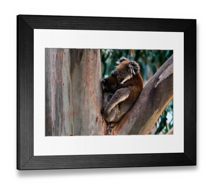 Framed Print : Koala (Phascolarctos cinereus) and baby in tree, Australia Framed Print : Koala (Phascolarctos cinereus) and baby in tree, Australia