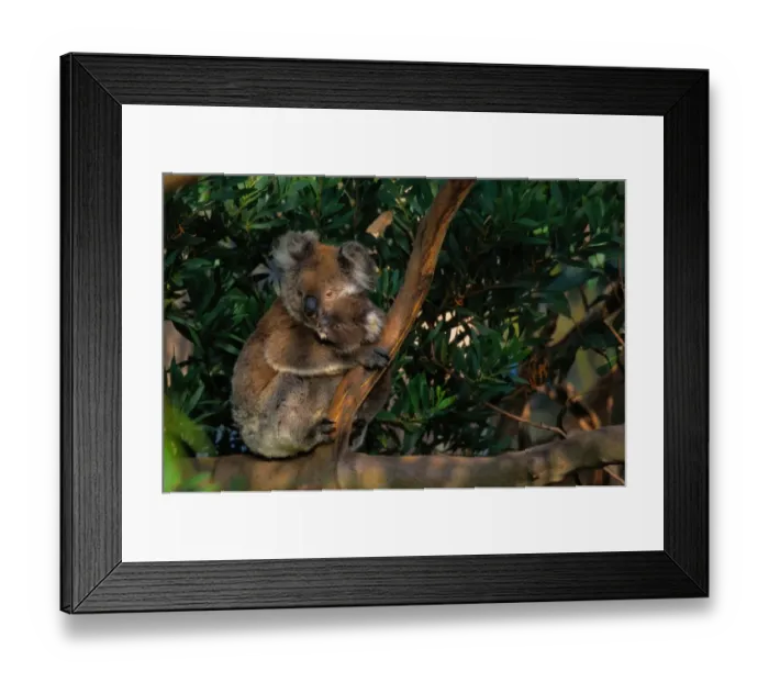 Framed Print : Koala (Phascolarctos cinereus) and baby in tree, Australia Framed Print : Koala (Phascolarctos cinereus) and baby in tree, Australia