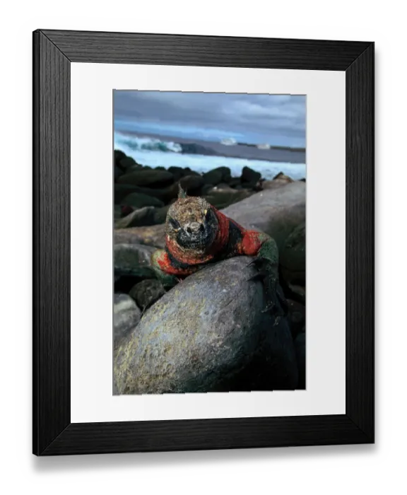 Framed Print : Marine iguana (Amblyrhynchus cristatus) Ecuador, close-up Framed Print : Marine iguana (Amblyrhynchus cristatus) Ecuador, close-up