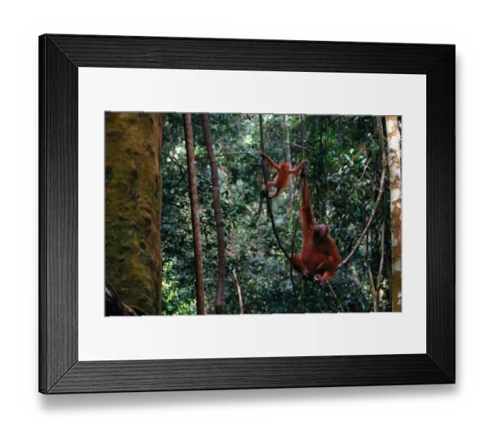 Framed Print : Sumatra orangutan (Pongo pongo abelii) and baby, Indonesia Framed Print : Sumatra orangutan (Pongo pongo abelii) and baby, Indonesia