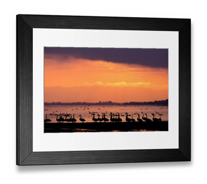 Framed Print : Black swans (cygnus atratus) on shore at sunset, Victoria, Australia Framed Print : Black swans (cygnus atratus) on shore at sunset, Victoria, Australia