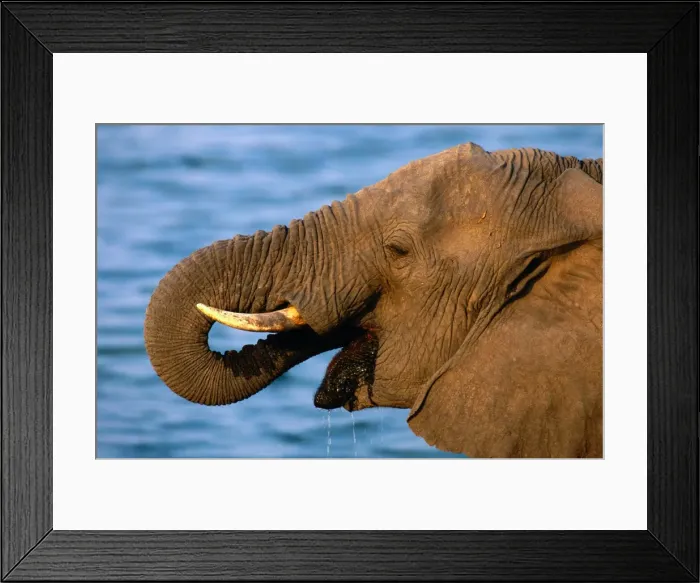 Framed Print : African elephant (Loxodonta africana) drinking, Zimbabwe Framed Print : African elephant (Loxodonta africana) drinking, Zimbabwe