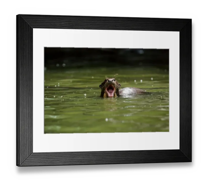 Framed Print : Giant otter (Pteronura brasiliensis) swimming, Peru Framed Print : Giant otter (Pteronura brasiliensis) swimming, Peru