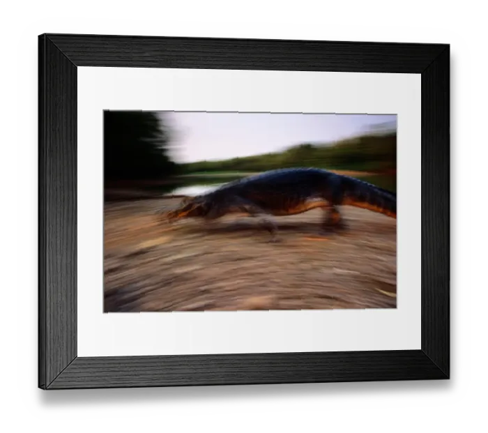 Framed Print : Yacare Caiman (Caiman Yacare), Pantanal, Brazil (Blurred Motion) Framed Print : Yacare Caiman (Caiman Yacare), Pantanal, Brazil (Blurred Motion)