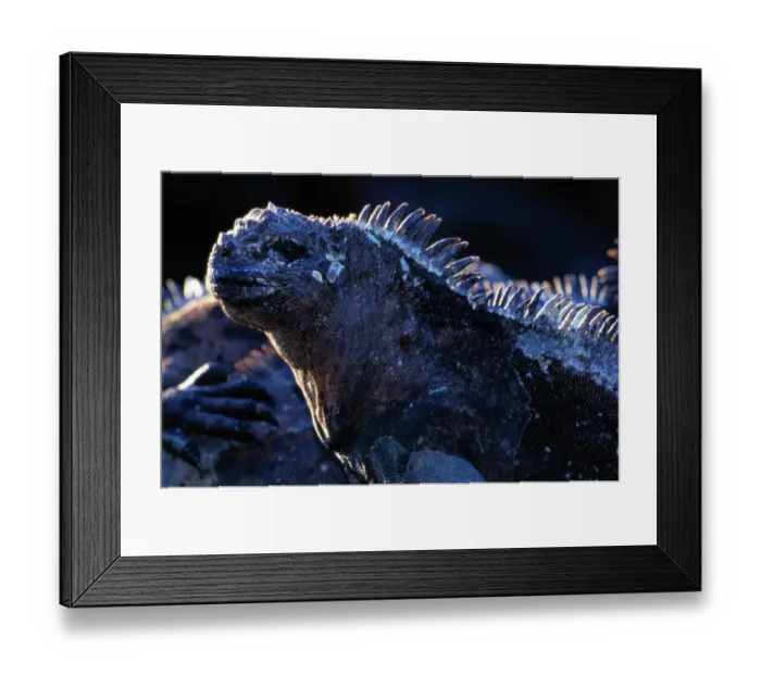 Framed Print : Marine iguana (Amblyrhynchus cristatus) Ecuador, close-up Framed Print : Marine iguana (Amblyrhynchus cristatus) Ecuador, close-up