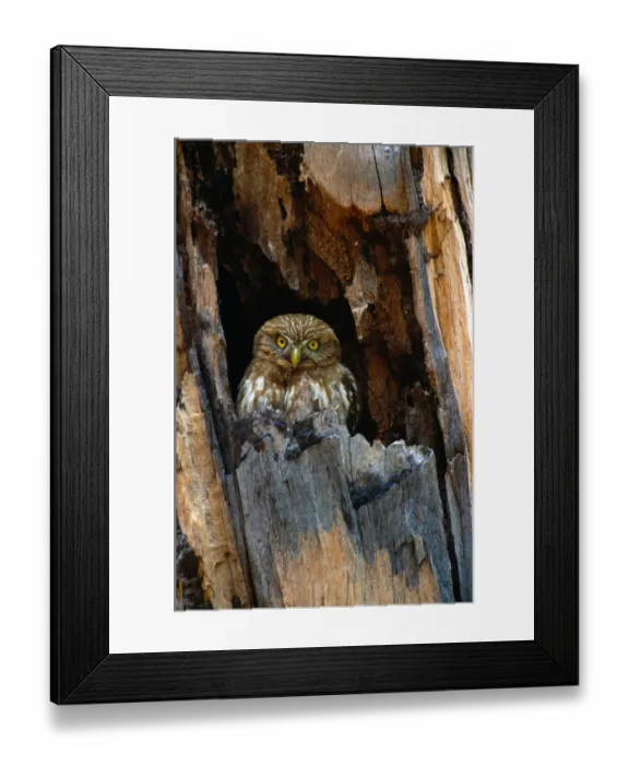 Framed Print : Ferruginous pygmy owl (Glaucidium brasilianum) in tree, Brazil Framed Print : Ferruginous pygmy owl (Glaucidium brasilianum) in tree, Brazil