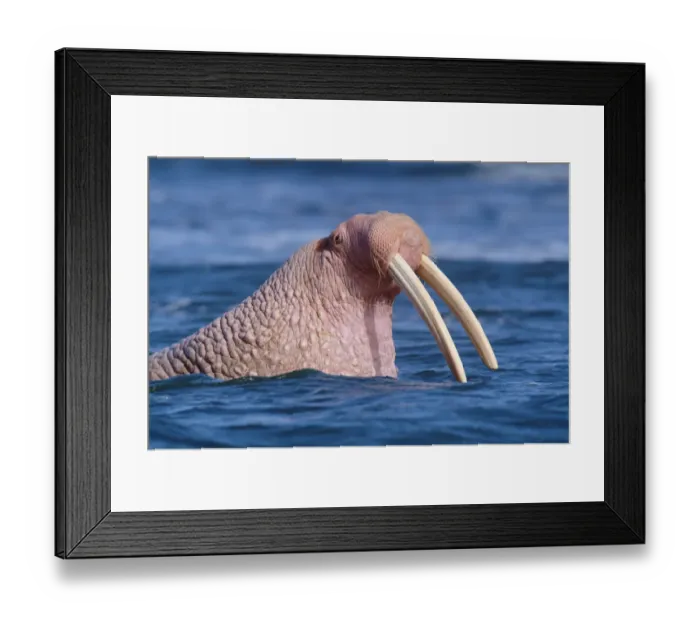 Framed Print : Male Walrus (Odobenus rosmarus) in water, Cape Pierce NWR, Alaska Framed Print : Male Walrus (Odobenus rosmarus) in water, Cape Pierce NWR, Alaska
