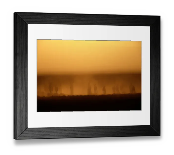 Framed Print : Eland herd (Tragelaphus oryx) kicking up dust, Tanzania Framed Print : Eland herd (Tragelaphus oryx) kicking up dust, Tanzania