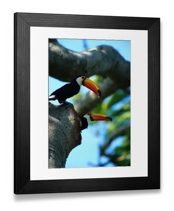 Framed Print : Toco toucans (Ramphastos toco) in tree hole, Pantanal, Brazil Framed Print : Toco toucans (Ramphastos toco) in tree hole, Pantanal, Brazil