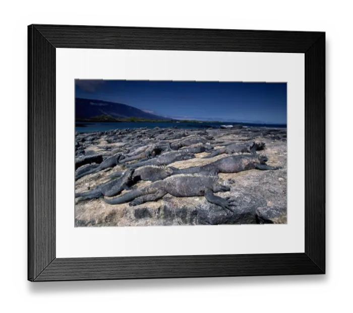 Framed Print : Marine iguanas (Amblyrhynchus cristatus), Ecuador Framed Print : Marine iguanas (Amblyrhynchus cristatus), Ecuador