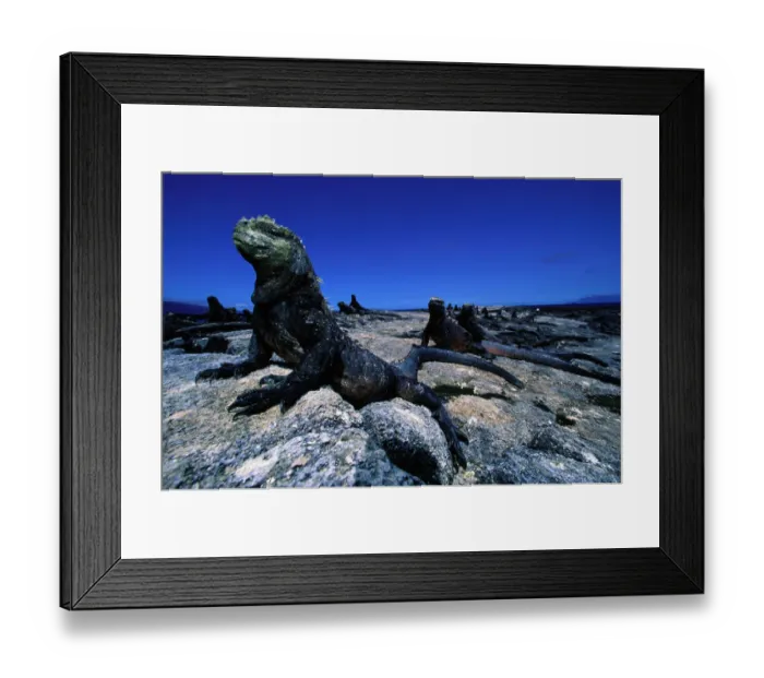 Framed Print : Marine iguanas (Amblyrhynchus cristatus) Ecuador Framed Print : Marine iguanas (Amblyrhynchus cristatus) Ecuador