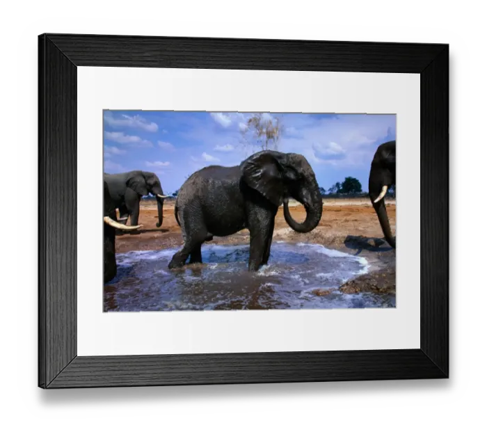 Framed Print : African elephants (Loxodonta africana) at water, Botswana Framed Print : African elephants (Loxodonta africana) at water, Botswana