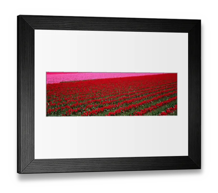 Framed Print : Fields of red, pink tulips (Liliaceae sp. ) Washington, USA Framed Print : Fields of red, pink tulips (Liliaceae sp. ) Washington, USA
