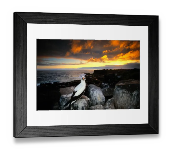 Framed Print : Masked booby (Sula dactylatra) on rocky shore, Galapagos Islands Framed Print : Masked booby (Sula dactylatra) on rocky shore, Galapagos Islands