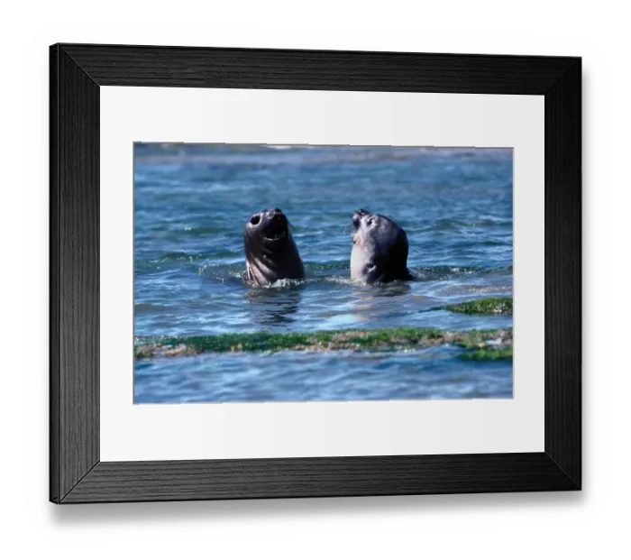 Framed Print : Southern Elephant Seals (Mirounga leonine) interacting Framed Print : Southern Elephant Seals (Mirounga leonine) interacting