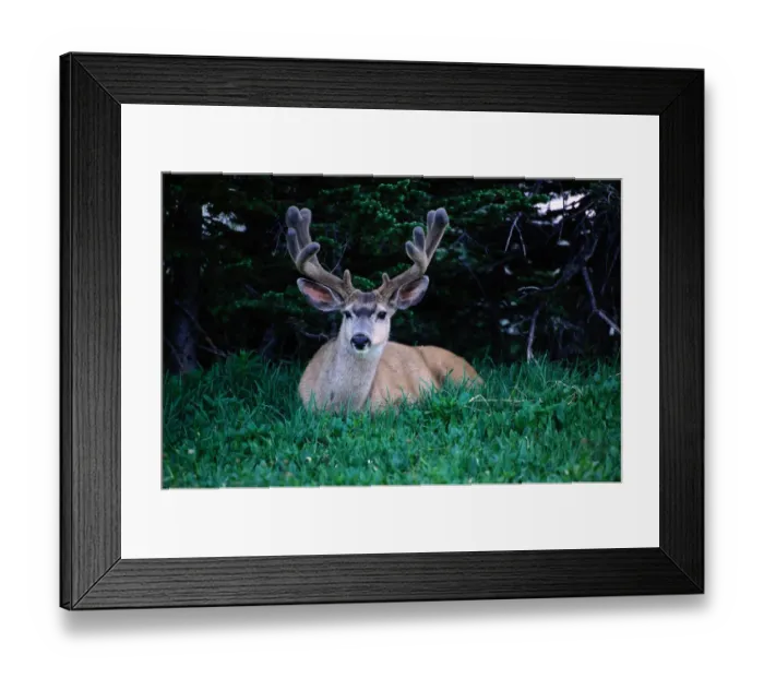 Framed Print : Mule deer (Odocoileus hemionus) resting on grass, Montana, USA Framed Print : Mule deer (Odocoileus hemionus) resting on grass, Montana, USA