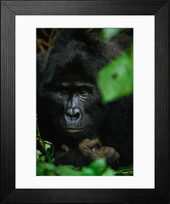 Framed Print : Mountain gorilla (Gorilla gorilla beringei), close-up, Uganda Framed Print : Mountain gorilla (Gorilla gorilla beringei), close-up, Uganda