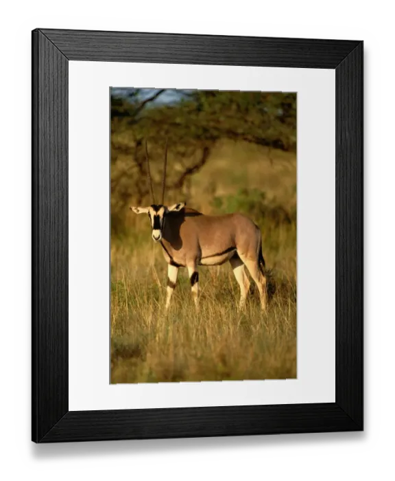 Framed Print : Gemsbok (Oryx gazella) in grass, Samburu National Park, Kenya Framed Print : Gemsbok (Oryx gazella) in grass, Samburu National Park, Kenya