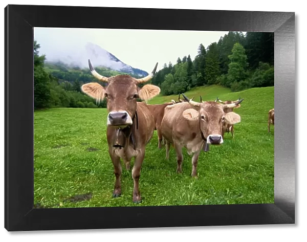 Swiss brown cows (Bos taurus) on green hills