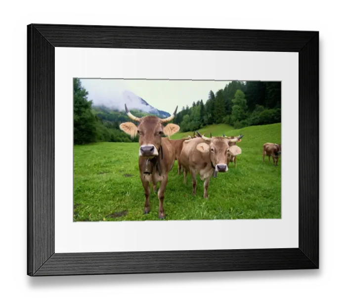 Framed Print : Swiss brown cows (Bos taurus) on green hills Framed Print : Swiss brown cows (Bos taurus) on green hills