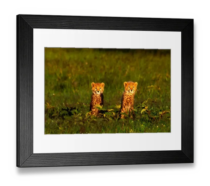 Framed Print : Cheetah cubs (Acinonyx jubatus) sitting in grass, Kenya Framed Print : Cheetah cubs (Acinonyx jubatus) sitting in grass, Kenya