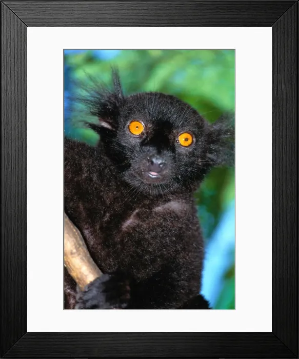 Framed Print : Black lemur (Eulemur macaco), close-up Framed Print : Black lemur (Eulemur macaco), close-up