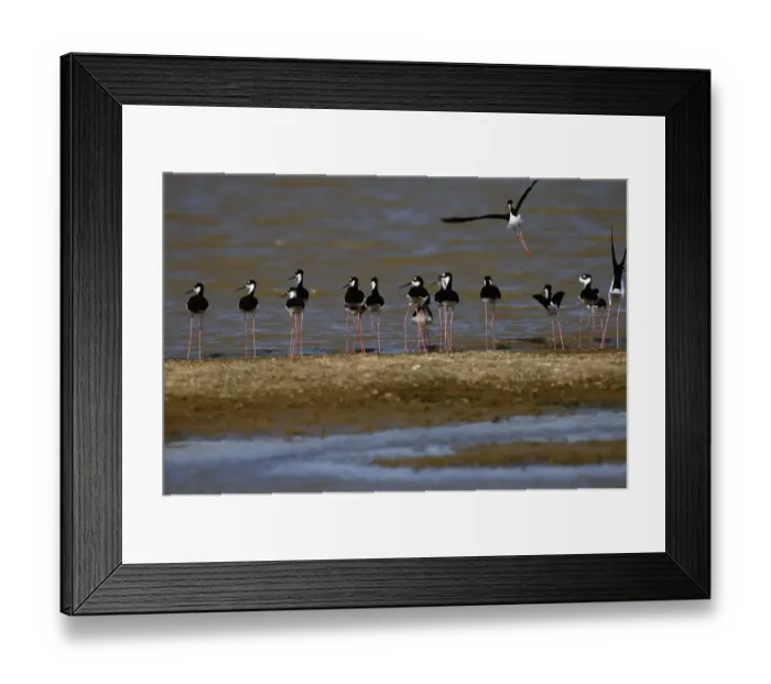 Framed Print : Black-necked stilts (Himantopus mexicanus)at waters edge, Venezuela Framed Print : Black-necked stilts (Himantopus mexicanus)at waters edge, Venezuela