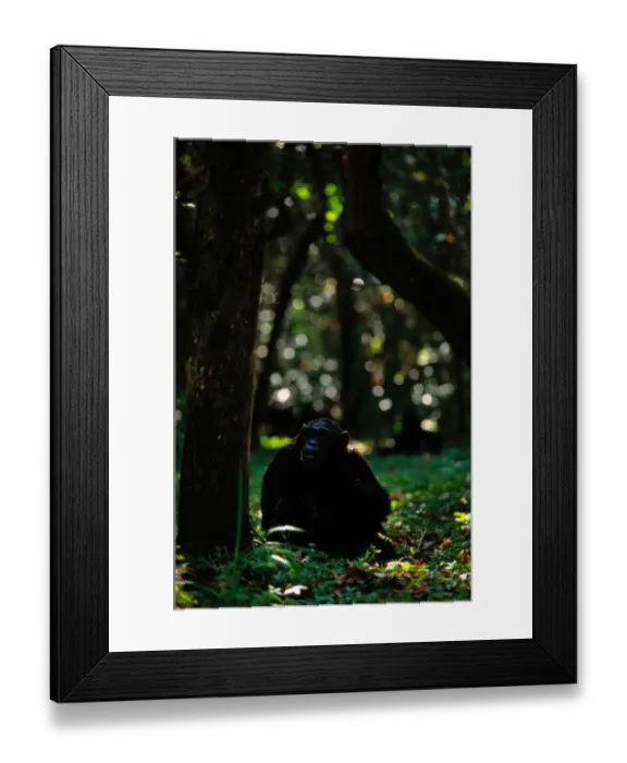Framed Print : Chimpanzee (Pan troglodytes) sitting beside tree Framed Print : Chimpanzee (Pan troglodytes) sitting beside tree