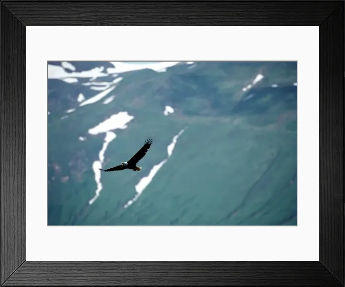 Framed Print : Bald eagle (Haliaeetus leucocephalus) in flight Framed Print : Bald eagle (Haliaeetus leucocephalus) in flight