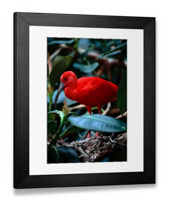 Framed Print : Scarlet ibis (Eudocimus ruber)standing amidst green plants Framed Print : Scarlet ibis (Eudocimus ruber)standing amidst green plants