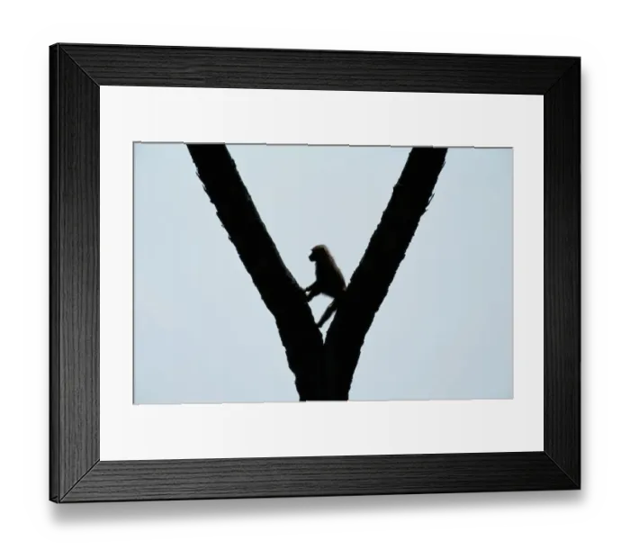 Framed Print : Anubis baboon (Papio anubis) in tree, silhouette, Kenya Framed Print : Anubis baboon (Papio anubis) in tree, silhouette, Kenya