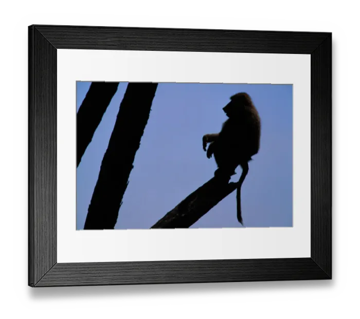 Framed Print : Anubis baboon (Papio anubis) in tree, silhouette, Kenya Framed Print : Anubis baboon (Papio anubis) in tree, silhouette, Kenya