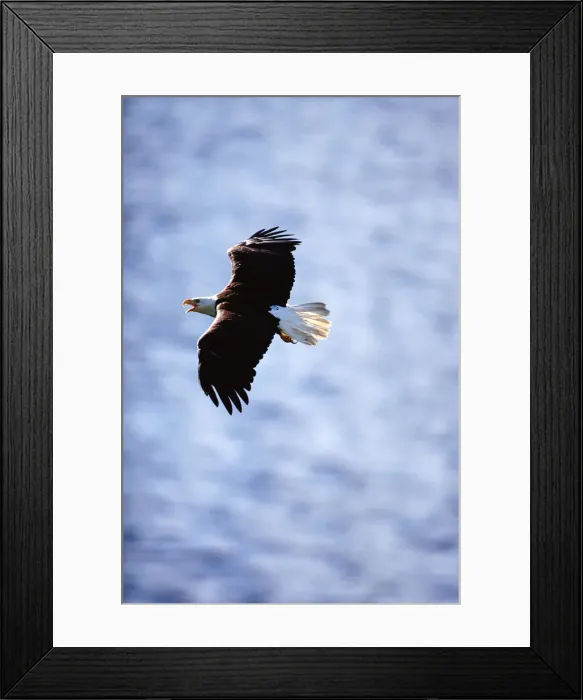 Framed Print : Bald eagle (Haliaeetus leucocephalus) in flight