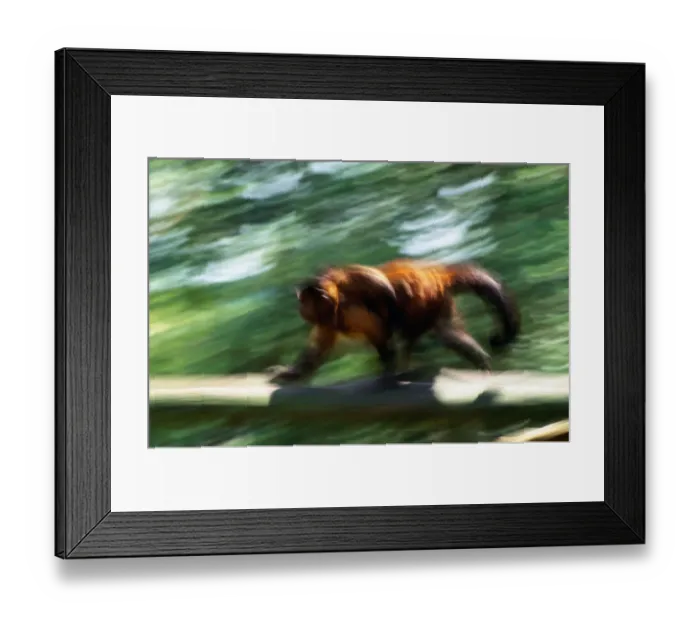 Framed Print : Brown pale-fronted capuchin (Cebus albifrons) (blurred motion) Framed Print : Brown pale-fronted capuchin (Cebus albifrons) (blurred motion)