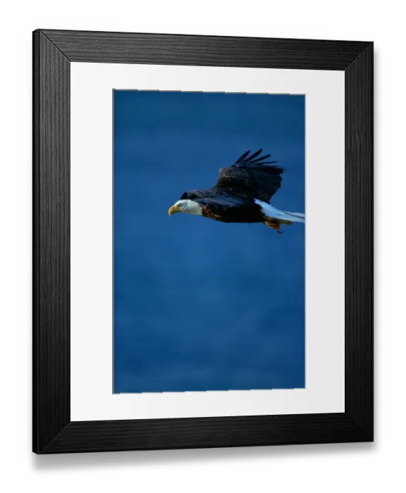 Framed Print : Bald eagle (Haliaeetus leucocephalus) in flight Framed Print : Bald eagle (Haliaeetus leucocephalus) in flight