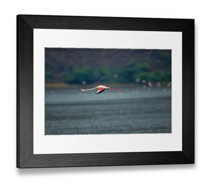 Framed Print : Greater flamingo (Phoenicopterus ruber) in flight Framed Print : Greater flamingo (Phoenicopterus ruber) in flight