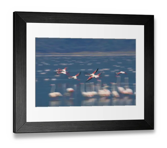Framed Print : Greater flamingos (Phoenicopterus ruber) in flight Framed Print : Greater flamingos (Phoenicopterus ruber) in flight