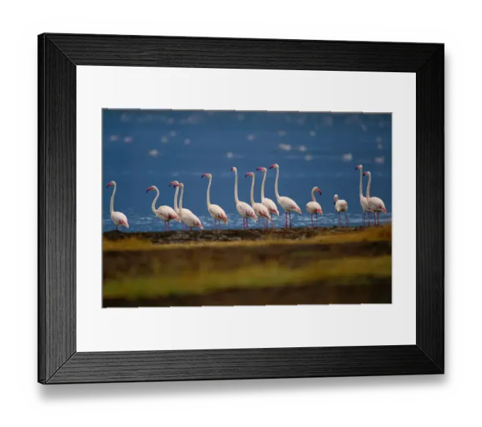 Framed Print : Greater flamingo (Phoenicopterus ruber) beside water Framed Print : Greater flamingo (Phoenicopterus ruber) beside water